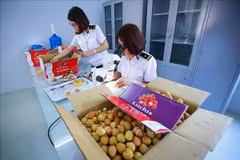 Vietnam por establecer centro de irradiación de frutas para exportación en el Norte