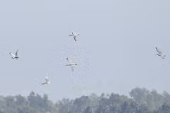 Encuentran especies de aves migratorias en peligro de extinción en Binh Dinh