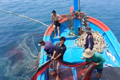 Piden soluciones urgentes para combatir pesca ilegal en Vietnam