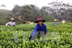 Té aromatizado B'lao de provincia vietnamita de Lam Dong