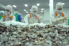 Provincia deltaica de Vietnam por ganar mil millones de dólares por exportaciones de camarones