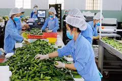 Vietnam necesita impulsar transformación verde para exportación sostenible, según expertos