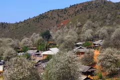 Belleza de flores de Crataegus impregna la provincia montañosa de Son La en Vietnam