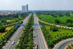 Hanoi refuerza cobertura de árboles en carreteras urbanas 