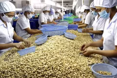 Sector del anacardo de Vietnam se centrará en aprovechar TLC 