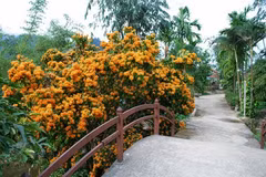 Ri Rung en plena floración embellece paisajes de Da Nang en Vietnam 