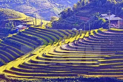Terrazas vietnamitas entre 14 paisajes más surrealistas del mundo