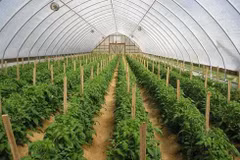 Vietnam y Japón robustecen cooperación agrícola