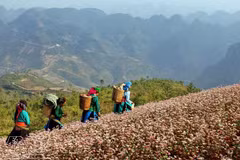 Alfombras de flores de alforfón cubren meseta rocosa Dong Van 