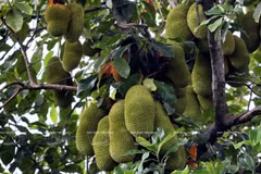 Huertas centenarias de frutas en Lai Thieu 