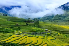 En fotos la temporada dorada de arrozales en Mu Cang Chai 