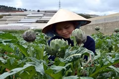 Aplica alta tecnología en producción de alcachofera en Lam Dong