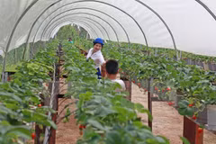 Concede Canadá asistencia financiera a agricultores vietnamitas