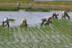 Vietnam experimenta producción arrocera con alta tecnología de Japón