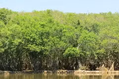 Mitad del ecosistema de manglares en el mundo se dañan