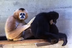 El gibón Siki. (Fuente: baovanhoa.vn)