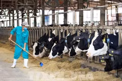 Granja de vacas lecheras de Vinamilk, en la provincia de Tay Ninh (Fuente: VNA)