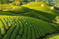 Vietnam agiliza implementación de Estrategia nacional de crecimiento verde