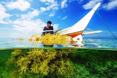 Vietnam apunta a cosechar 500 mil toneladas de algas para 2030