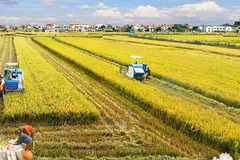 Sector agrícola de Vietnam logra alentadores resultados en 2022