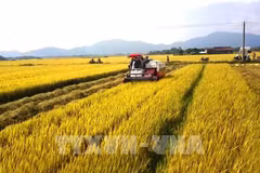 Sector agrícola de Vietnam trabaja por lograr metas trazadas para 2022