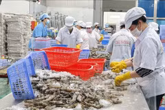Exportaciones de camarones de Vietnam podrían alcanzar 4,3 mil millones de dólares en 2023