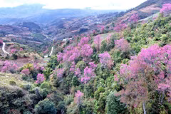 (Televisión) Brotan las flores Pang To Day en el noroeste de Vietnam 