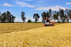 Flexibilidad y adaptabilidad deciden éxito del sector agrícola de Vietnam en 2021