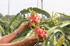 [Video] Potencial de exportación de la pitahaya de Vietnam 