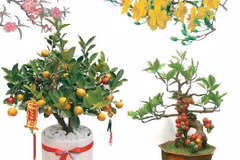 Flores y plantas típicas del Tet (Año Nuevo Lunar)