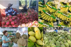 Vietnam alcanzará 61 mil millones de dólares por exportaciones de productos agrícolas, forestales y acuícolas 