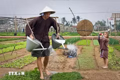 Turistas extranjeros experimentan las actividades diarias en la aldea turística de Tra Que en la provincia de Quang Nam (Fuente: VNA)