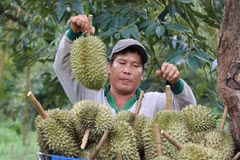 Cosecha de durián en la provincia survietnamita de Binh Phuoc (Fuente: VNA)
