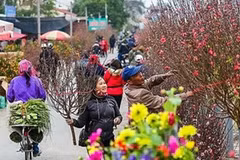 Abrirán en Hanoi mercados de flores en ocasión del Año Nuevo Lunar 