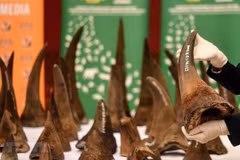 Entrega Vietnam cuernos de rinoceronte decomisados a Sudáfrica