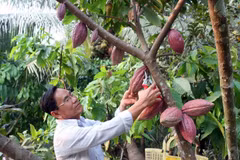 Exportan primer lote de cacao orgánico vietnamita a Japón