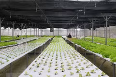 Buscan Vietnam y Australia impulsar la cooperación en agricultura orgánica 