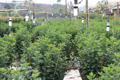 Aldea vietnamita ocupada preparando las flores para Año Nuevo Lunar