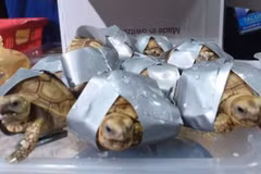 Incautan en Filipinas más de mil 500 tortugas abandonadas en equipaje