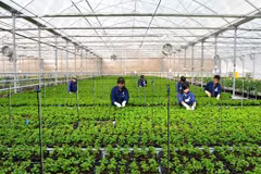 Vietnam cuenta con más de nueve mil empresas agrícolas 