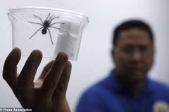 Filipinas incauta cientos de tarántulas traficadas ilegalmente