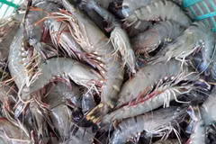 Presentan tecnología japonesa para el cultivo sostenible de camarones en Delta del Mekong en Vietnam