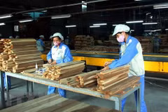 Aumenta Vietnam exportación de productos forestales en agosto de 2019