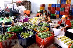 Ingresa Vietnam en seis meses monto multimillonario por exportaciones hortofrutícolas