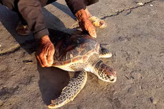 Restacan en Vietnam tortuga incluida en el Libro Rojo internacional 