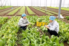 Planifica Vietnam llegar en 2020 a cinco mil millones de dólares en exportación de frutas y verduras 