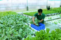 Planean establecer estándares comunes para productos orgánicos en ASEAN