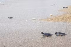 Trabaja Vietnam por conservar tortugas marinas en el Parque Nacional de Nui Chua
