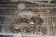 Rescatan en Vietnam serpiente pitón reticulada, especie en peligro de extinción