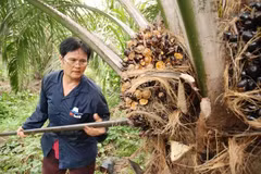 Planea Tailandia aplicar nuevas medidas para elevar precio del aceite de palma